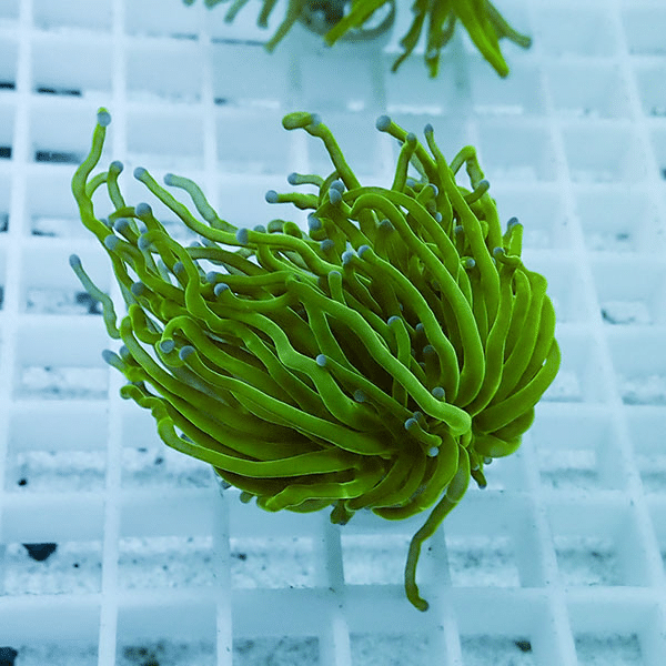 【サンゴ現物24】フラワーコーラルフラグ