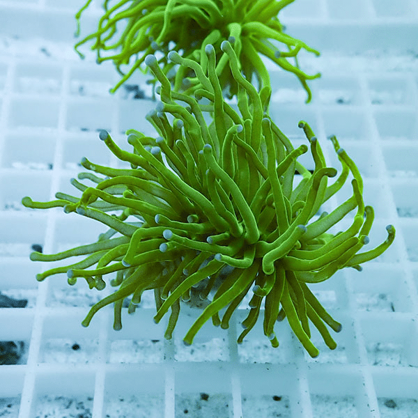 【サンゴ現物25】フラワーコーラルフラグ