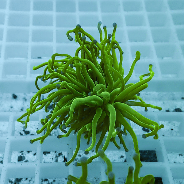 【サンゴ現物26】フラワーコーラルフラグ