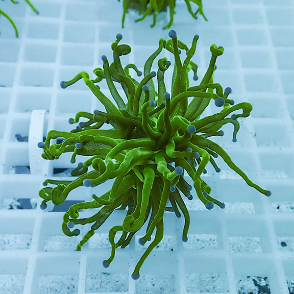 【サンゴ現物27】フラワーコーラルフラグ