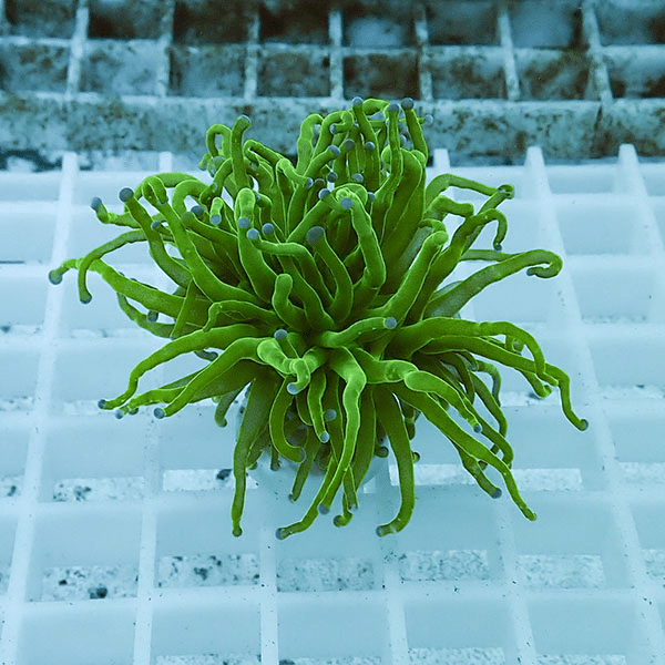 【サンゴ現物28】フラワーコーラルフラグ