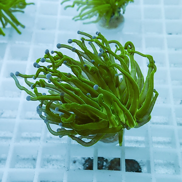 【サンゴ現物29】フラワーコーラルフラグ