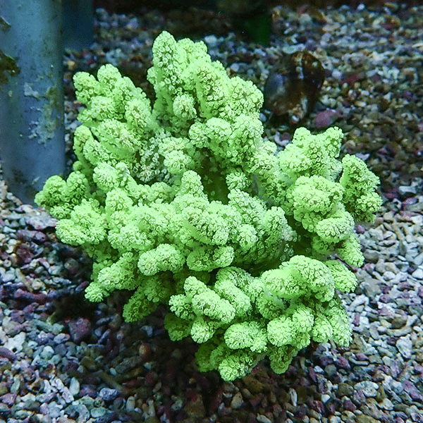 【サンゴ現物2】トサカ.sp 12-12cm 沖縄産