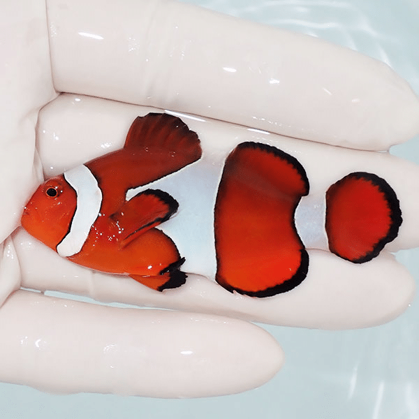 【現物2】カクレクマノミbig 7cm±