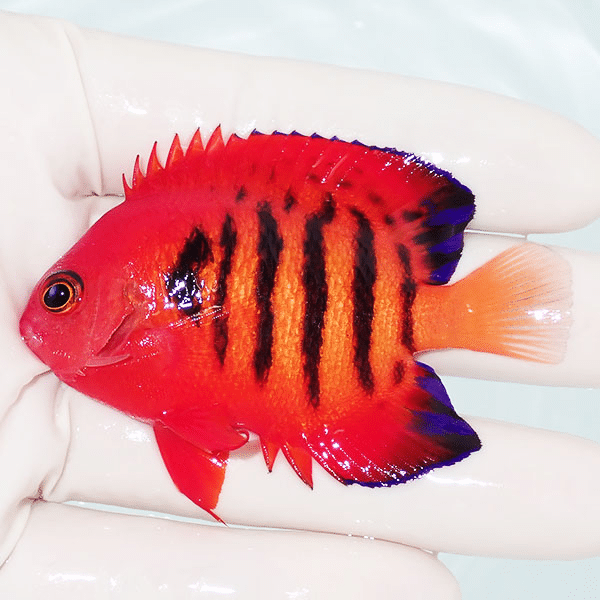 【現物2】フレームエンゼル 7cm