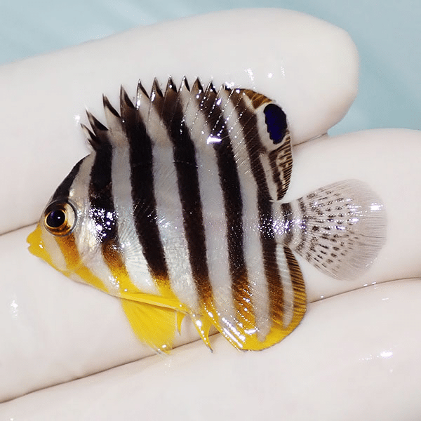 【現物2】シマヤッコ 3.8cm±