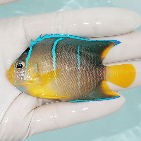 【現物2】ブルーエンゼル 7.5cm±