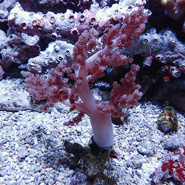 【サンゴ現物2】チヂミトサカ 14-18cm 沖縄産