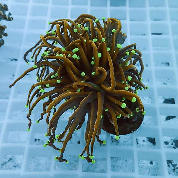 【サンゴ現物2】フラワーコーラルフラグ