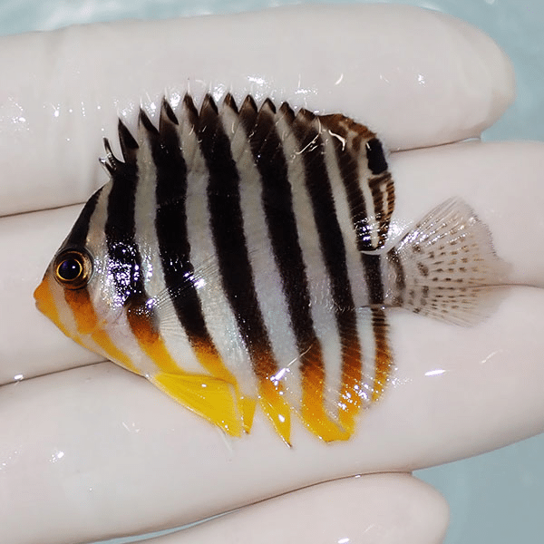 【現物2】シマヤッコ 5cm±