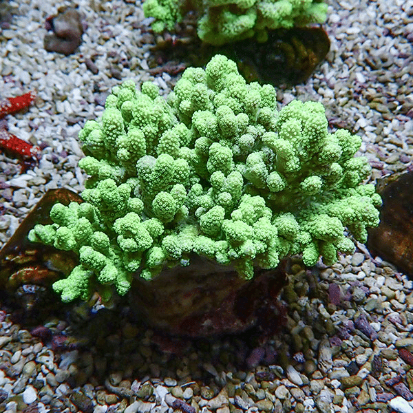 【サンゴ現物2】トサカ.sp 11-10cm 沖縄産