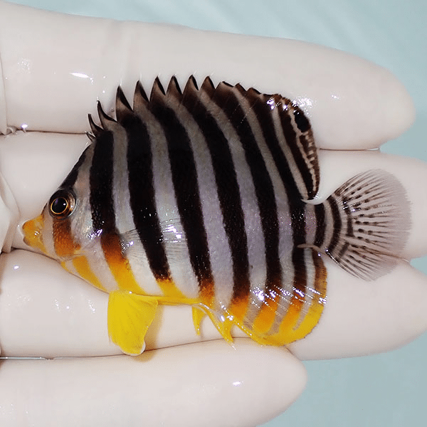 【現物2】シマヤッコ 6cm±