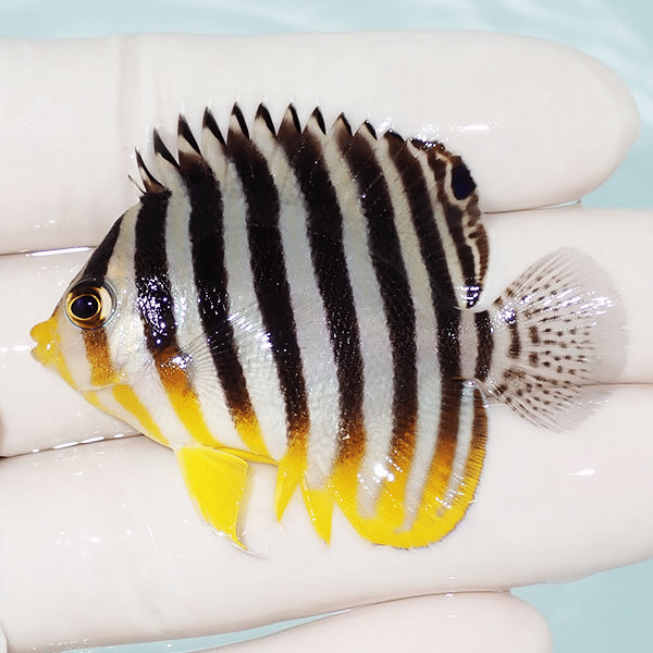 【現物2】シマヤッコ 5.5cm±