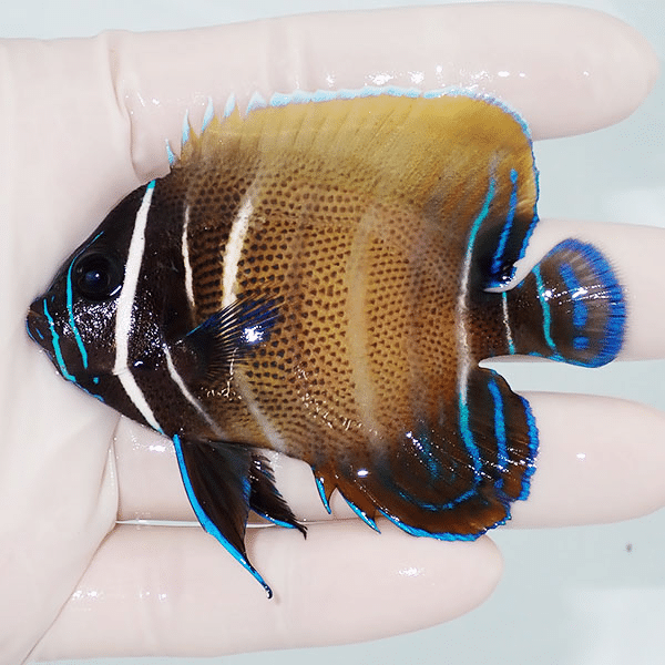 【現物2】ロクセンヤッコ 8cm±