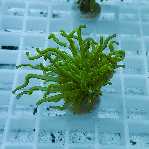 【サンゴ現物30】フラワーコーラルフラグ