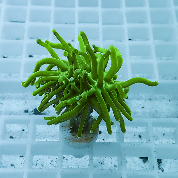 【サンゴ現物31】フラワーコーラルフラグ