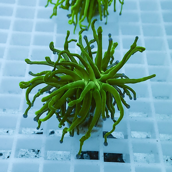 【サンゴ現物32】フラワーコーラルフラグ