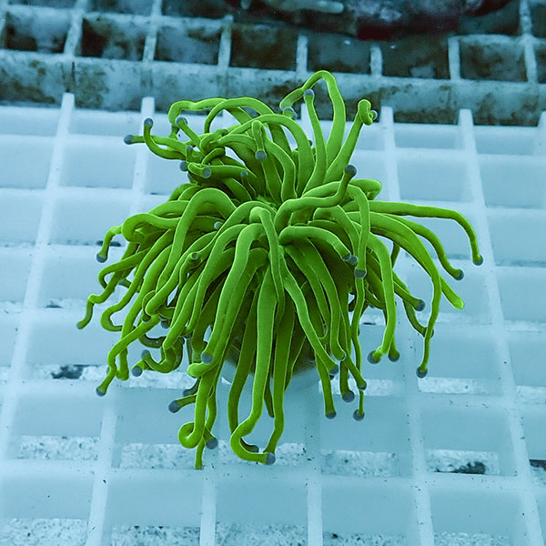 【サンゴ現物33】フラワーコーラルフラグ