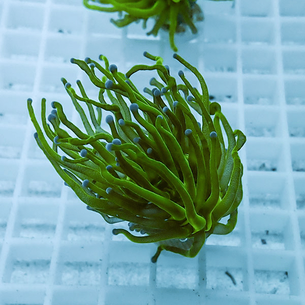 【サンゴ現物34】フラワーコーラルフラグ