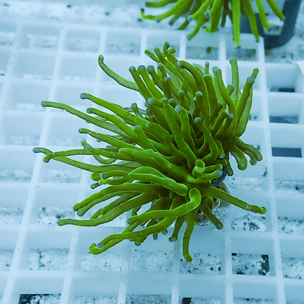 【サンゴ現物35】フラワーコーラルフラグ