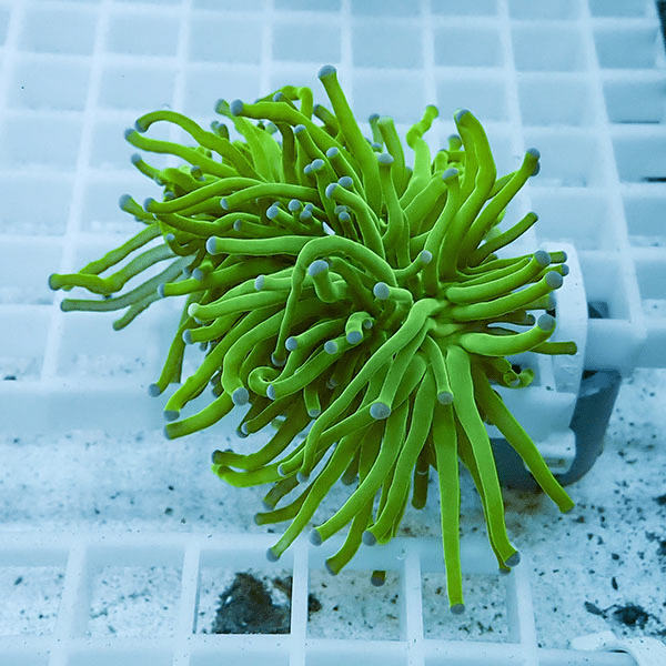 【サンゴ現物36】フラワーコーラルフラグ