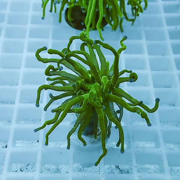 【サンゴ現物37】フラワーコーラルフラグ