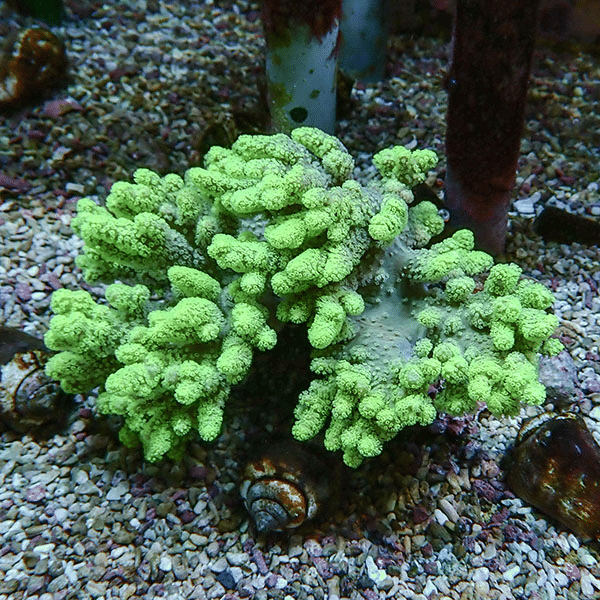 【サンゴ現物3】トサカ.sp 15-13cm 沖縄産