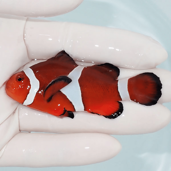 【現物3】カクレクマノミbig 7.3cm±