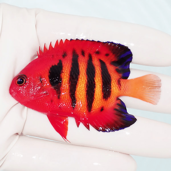 【現物3】フレームエンゼル 7cm