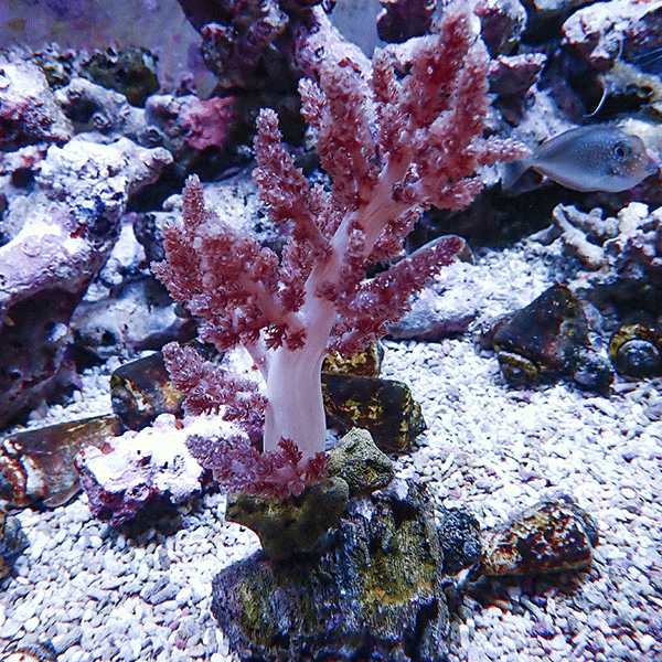 【サンゴ現物3】チヂミトサカ 7-16cm 沖縄産