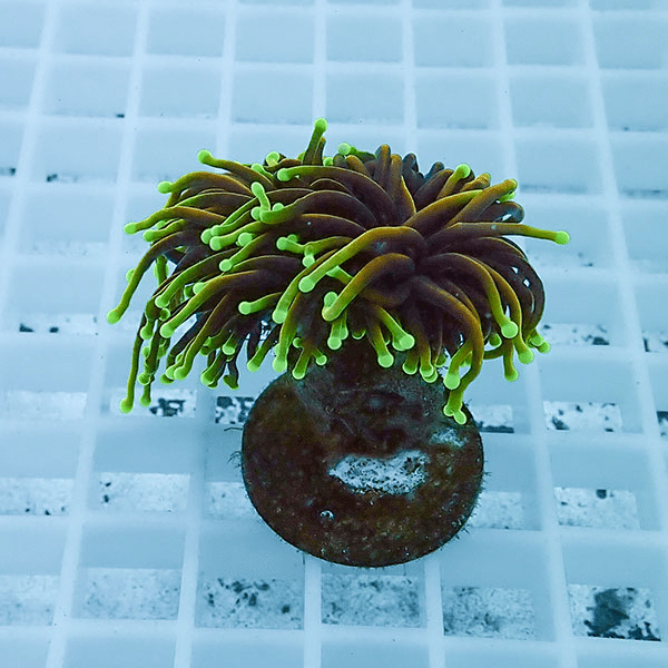 【サンゴ現物3】フラワーコーラルフラグ