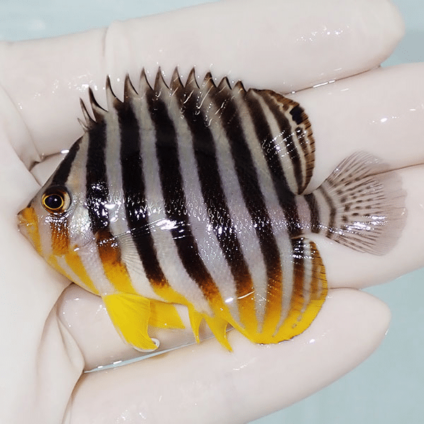 【現物3】シマヤッコ 6.5cm±