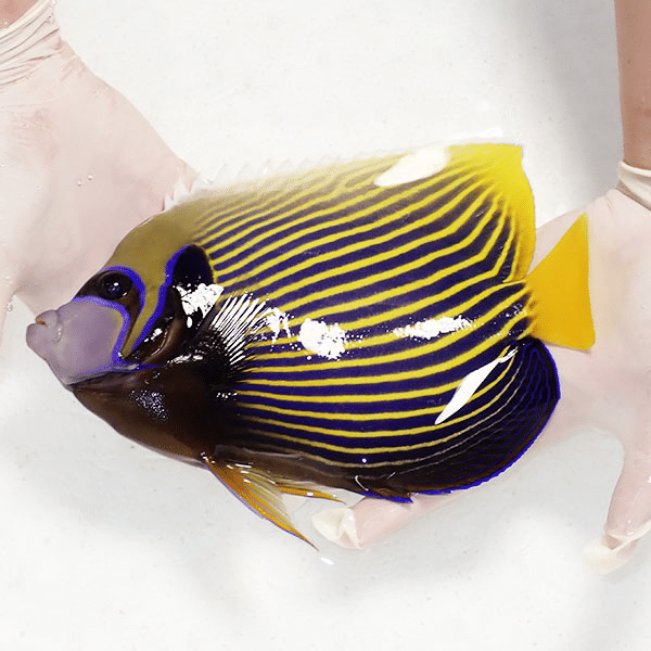 【現物2】粒エサOK タテジマキンチャクダイ 25cm±