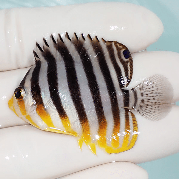 【現物3】シマヤッコ 5cm±