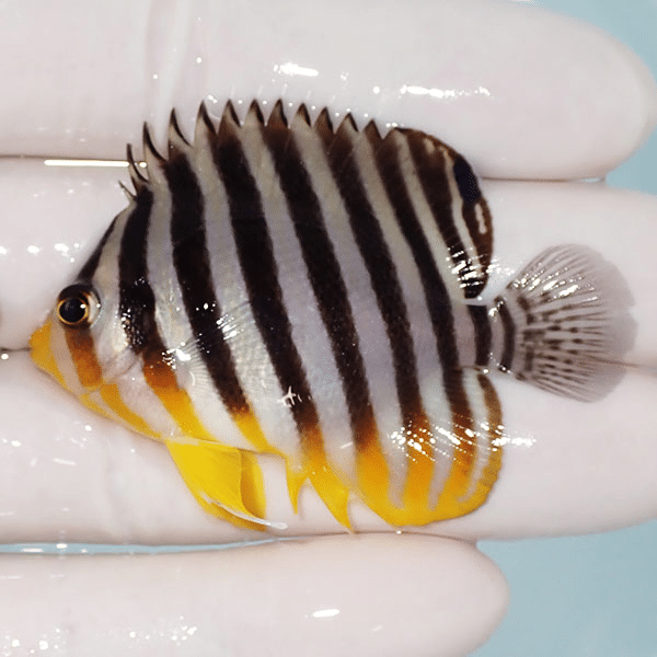 【現物3】シマヤッコ 5.5cm±