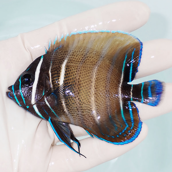 【現物3】ロクセンヤッコ 8.5cm±