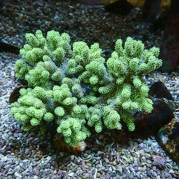 【サンゴ現物4】トサカ.sp 16-13cm 沖縄産