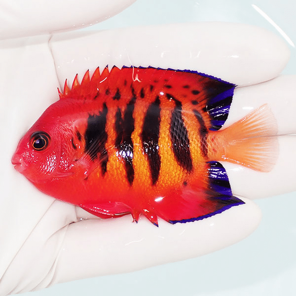 【現物4】フレームエンゼル 7.5cm