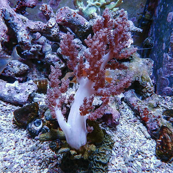 【サンゴ現物4】チヂミトサカ 10-20cm 沖縄産