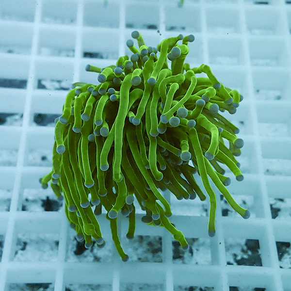 【サンゴ現物4】フラワーコーラルフラグ