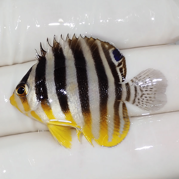 【現物4】シマヤッコ 4cm±