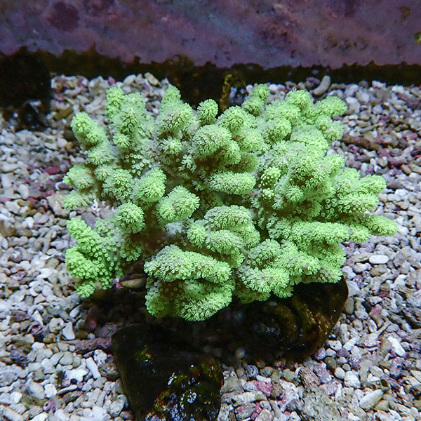 【サンゴ現物4】トサカ.sp 11-10cm 沖縄産