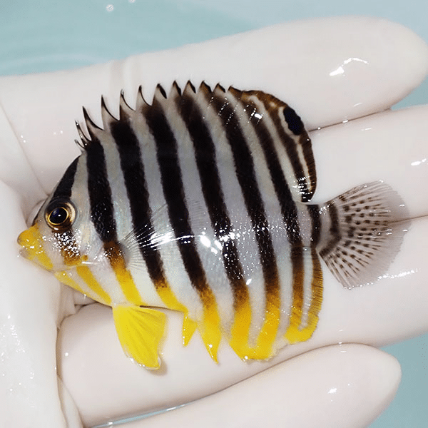 【現物4】シマヤッコ 6cm±