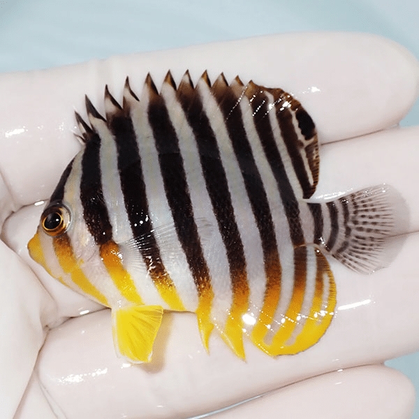 【現物4】シマヤッコ 5.7cm±