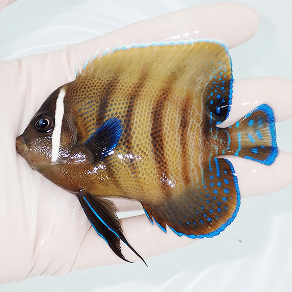 【現物4】ロクセンヤッコ 9.5cm±