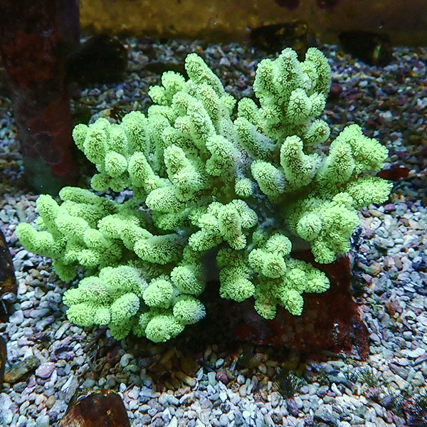 【サンゴ現物5】トサカ.sp 15-13cm沖縄産