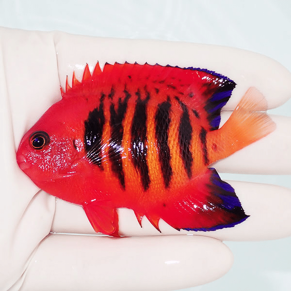 【現物5】フレームエンゼル 8cm