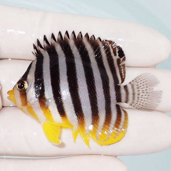 【現物5】シマヤッコ 5.5cm±