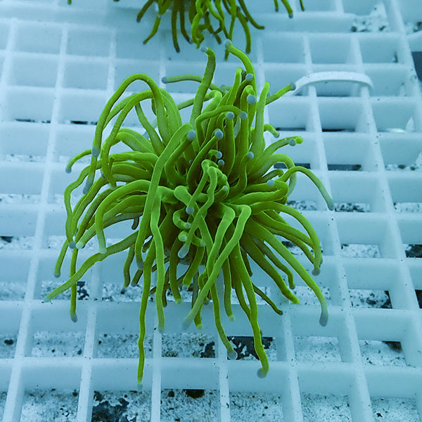 【サンゴ現物5】フラワーコーラルフラグ