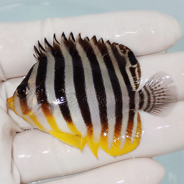 【現物5】シマヤッコ 6cm±